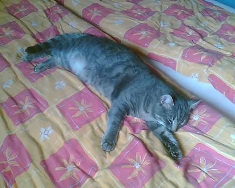 Huskat Anton *DØD* - zzz zzz zzz zzz billede 10