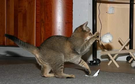 Abyssinier Lille mis - Wowo, så kan den flyve 8) billede 6