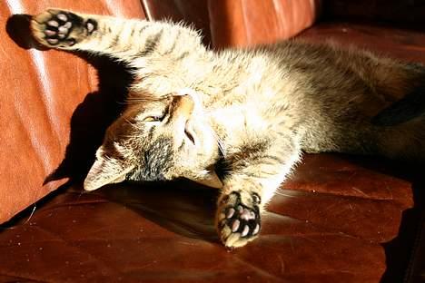 Abyssinier Lille mis - gi´ mig et kraam ;D billede 7