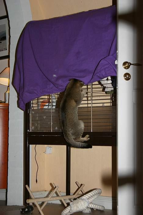 Abyssinier Lille mis - HALLØJSA!, hvem er du? billede 8