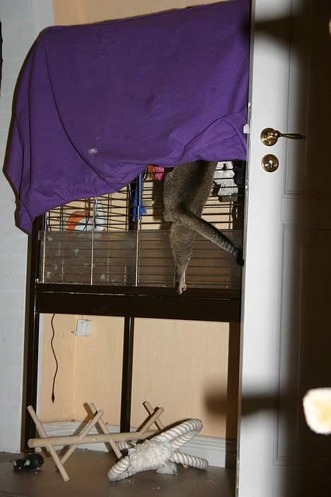 Abyssinier Lille mis - Jeg kommer lige op ikk? billede 9