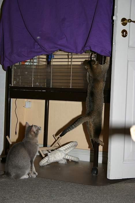 Abyssinier Lille mis - Nå men det var da en hyggelig sluder vi fik os, vi ses nok igen :) billede 10