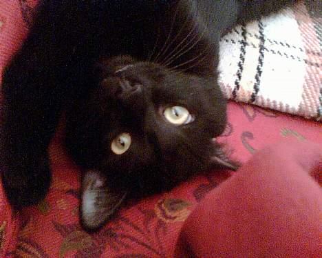 Huskat Kronborgs Little Cowboy billede 9