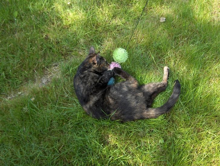 Blanding af racer Kronborgs Kisser billede 9