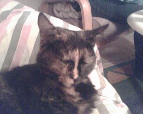 Blanding af racer Kronborgs Kisser billede 10