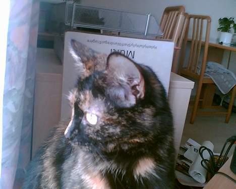 Blanding af racer Kronborgs Kisser billede 11