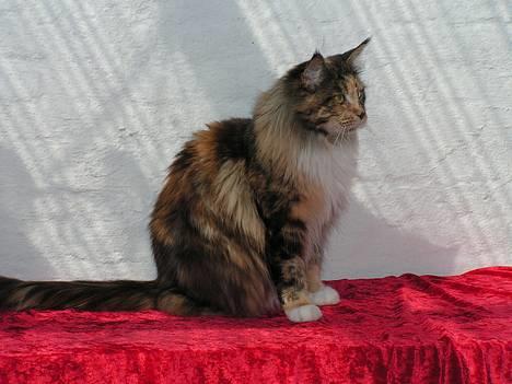 Maine Coon Supernova`s Ayla - Aylas motto:  ting tager tid billede 1