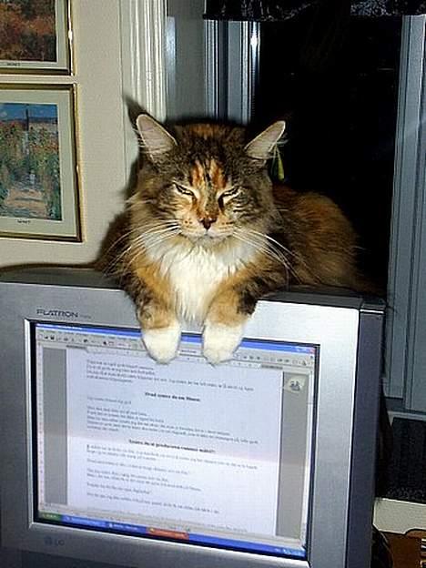 Maine Coon Supernova`s Ayla - Ja det er så Ayla der lige skal se efter nye hankatte !! billede 2