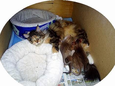 Maine Coon Supernova`s Ayla - Ayla med sine adoptiv børn oci killinger billede 3