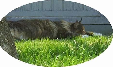 Maine Coon Supernova`s Ayla - der var varm den dag så Ayla er smeltet billede 4