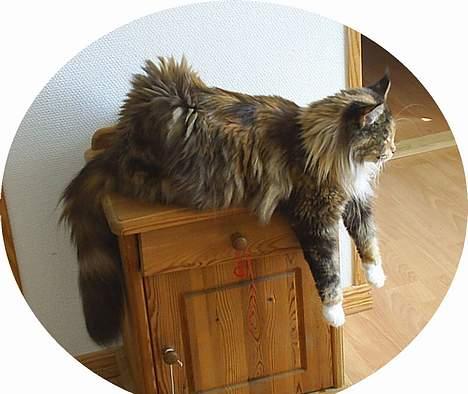 Maine Coon Supernova`s Ayla - det er som sagt Aylas ynglings afslapnings stilling!! billede 5