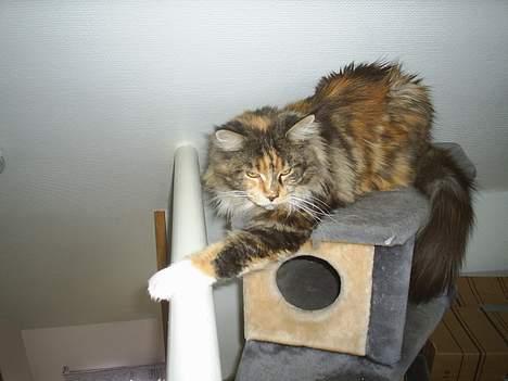 Maine Coon Supernova`s Ayla - Holder lige ved trappen så den ikke falder sammen!! billede 6