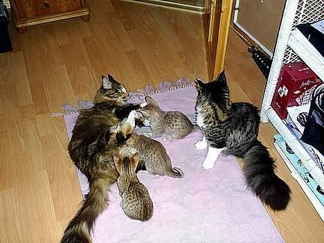 Maine Coon Supernova`s Ayla - Ja Ja, de må godt kigge, men ikke røre, for så...... billede 7