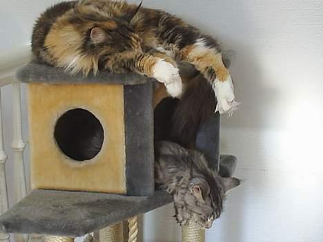 Maine Coon Supernova`s Ayla - der er så hvad vi kalder etageseng billede 8