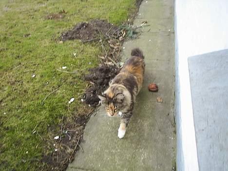 Maine Coon Supernova`s Ayla - det er ved at være forår, så ayla er lige ude og se havd vinteren har bragt. billede 9