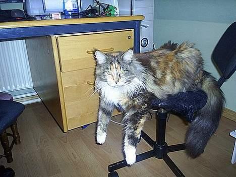 Maine Coon Supernova`s Ayla - De kan jo se om de kan få stolen fra mig... billede 10