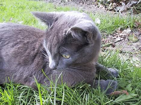 Blanding af racer ' frodo - død :'( billede 7