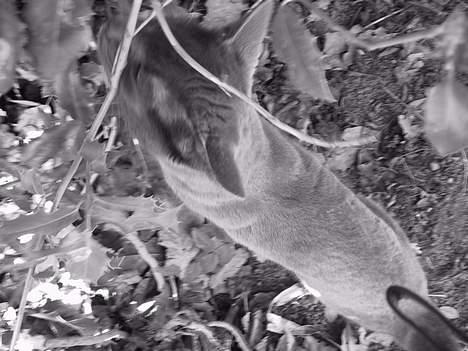 Blanding af racer ' frodo - død :'( billede 8