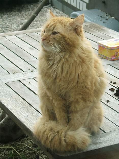 Huskat Miko billede 10