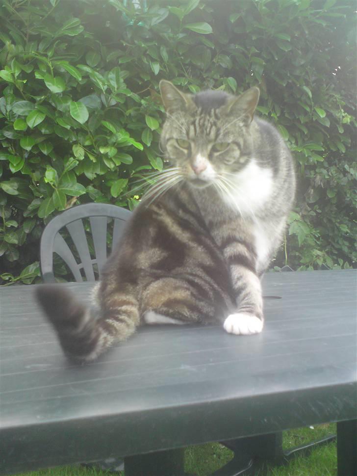 Huskat OLIVER 'GULLE' - Nyt! (: billede 6