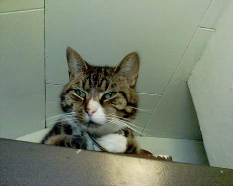 Huskat OLIVER 'GULLE' - > Fyret - (mit absolutte yndlingsted) billede 7