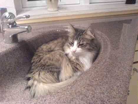 Norsk Skovkat Xanthos Sandra - Hejsa billede 1