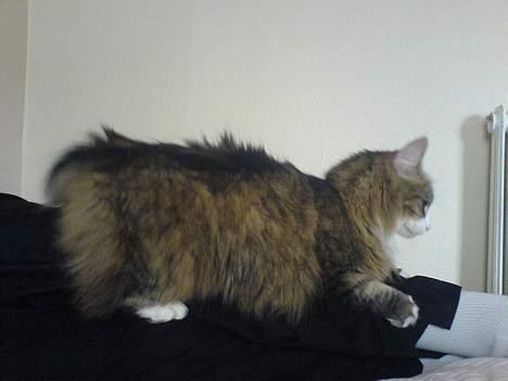 Norsk Skovkat Xanthos Sandra - Jeg sætter da slet ikke mine klør i billede 2