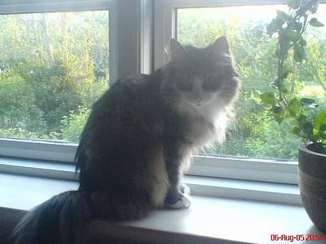 Norsk Skovkat Xanthos Sandra - En smuk prinsesse billede 3