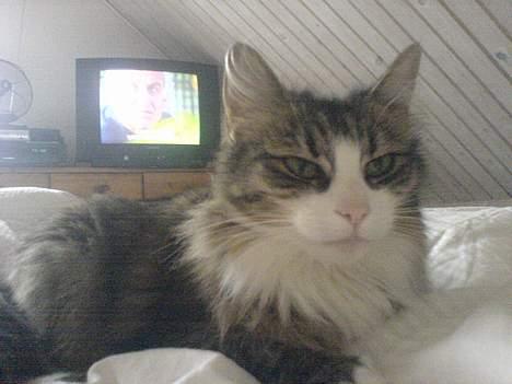 Norsk Skovkat Xanthos Sandra - Ligger lige i sengen og putter billede 4