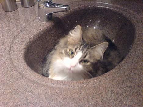 Norsk Skovkat Xanthos Sandra - Mit yndlings putte sted billede 5