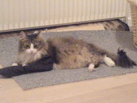 Norsk Skovkat Xanthos Sandra - Jubiii mors sko billede 6