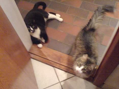 Norsk Skovkat Xanthos Sandra - Min søster og jeg billede 7