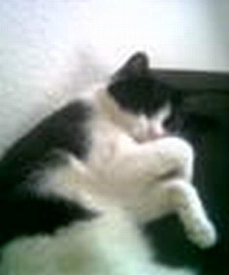 Huskat bobbi (hun kat) billede 5