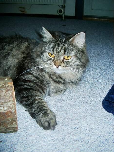 Blanding af racer willow - willow min skat  billede 2