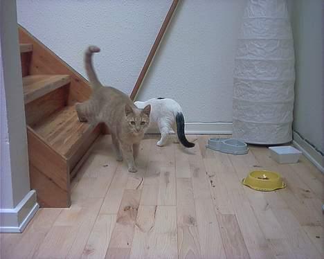 Huskat Diva R.I.P billede 1