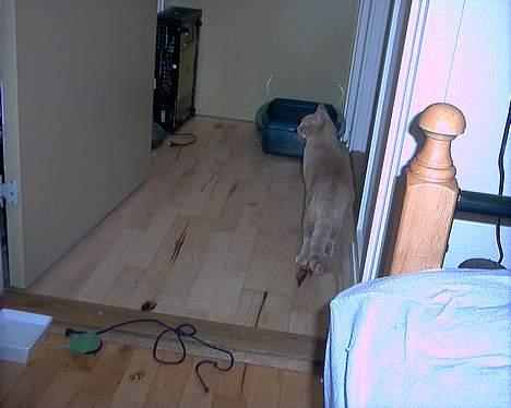 Huskat Diva R.I.P billede 2