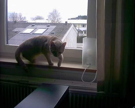 Huskat Diva R.I.P billede 3