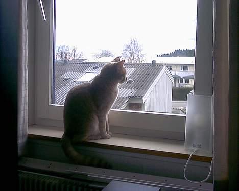 Huskat Diva R.I.P billede 4