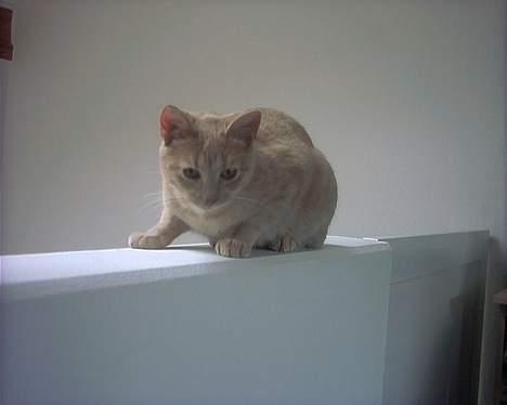 Huskat Diva R.I.P billede 5