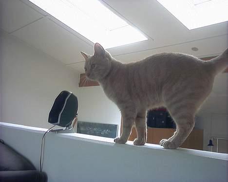 Huskat Diva R.I.P billede 6