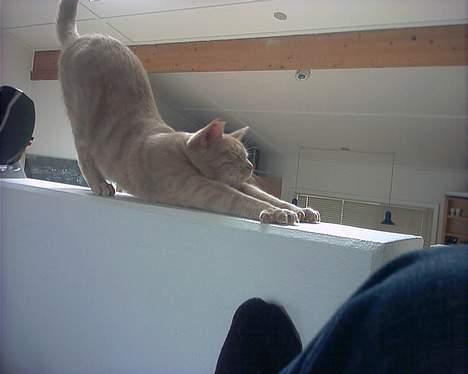 Huskat Diva R.I.P billede 7