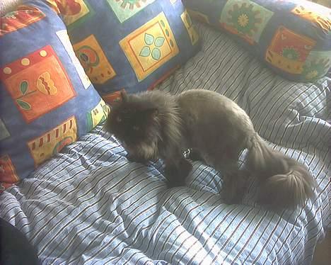 Perser Dressed in black  - Ah de nøgler må jeg havde fat i, de er så sjove..... billede 8