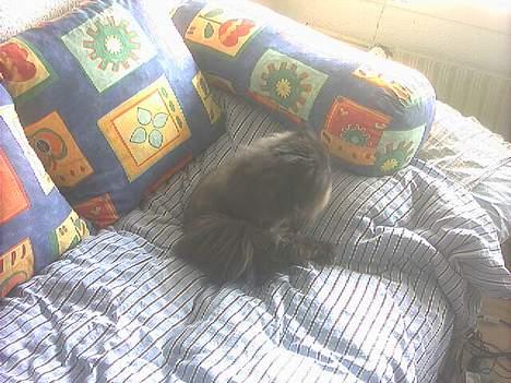 Perser Dressed in black  - Vil gerne sove lidt. billede 9