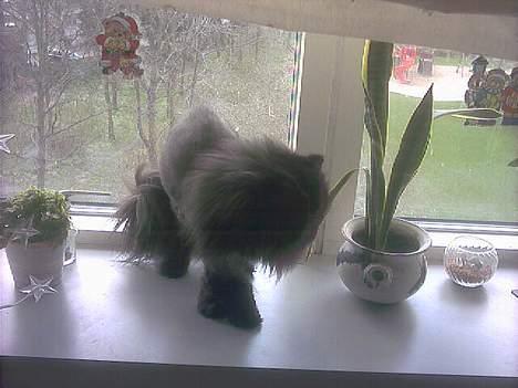 Perser Dressed in black  - Ih hvor er jeg lækker, nu hvor mor har fådet mig klippet.... billede 10