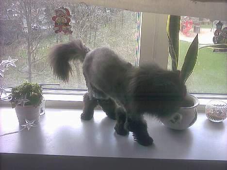 Perser Dressed in black  - IH hvor jeg hygger mig i vinduet, skulle værre der så mor kunne tage billeder af mig, mor altså. billede 11