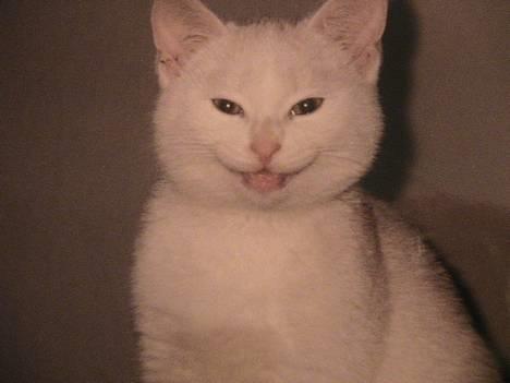 Blanding af racer Nala - Mig..s.. billede 1