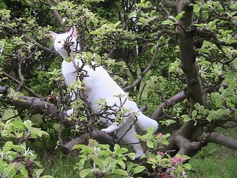 Blanding af racer Nala - Mig oppe i æbletræet ;-) billede 2