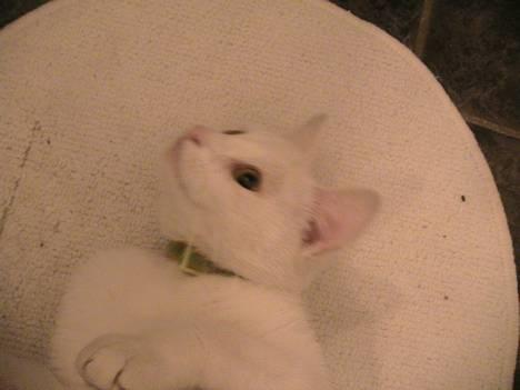 Blanding af racer Nala - Ligger og nyder livet! billede 3