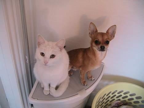 Blanding af racer Nala - Mig og Challenge billede 4