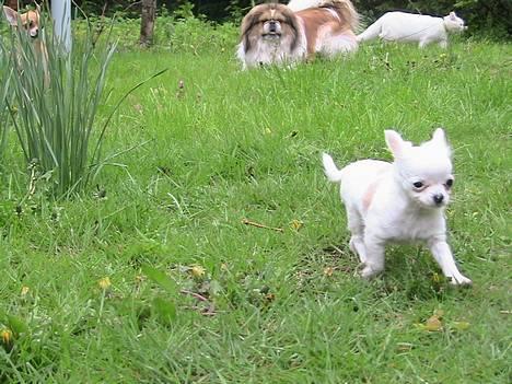 Blanding af racer Nala - Destiny, Danger og lille mig i baggrunden...s.. billede 5